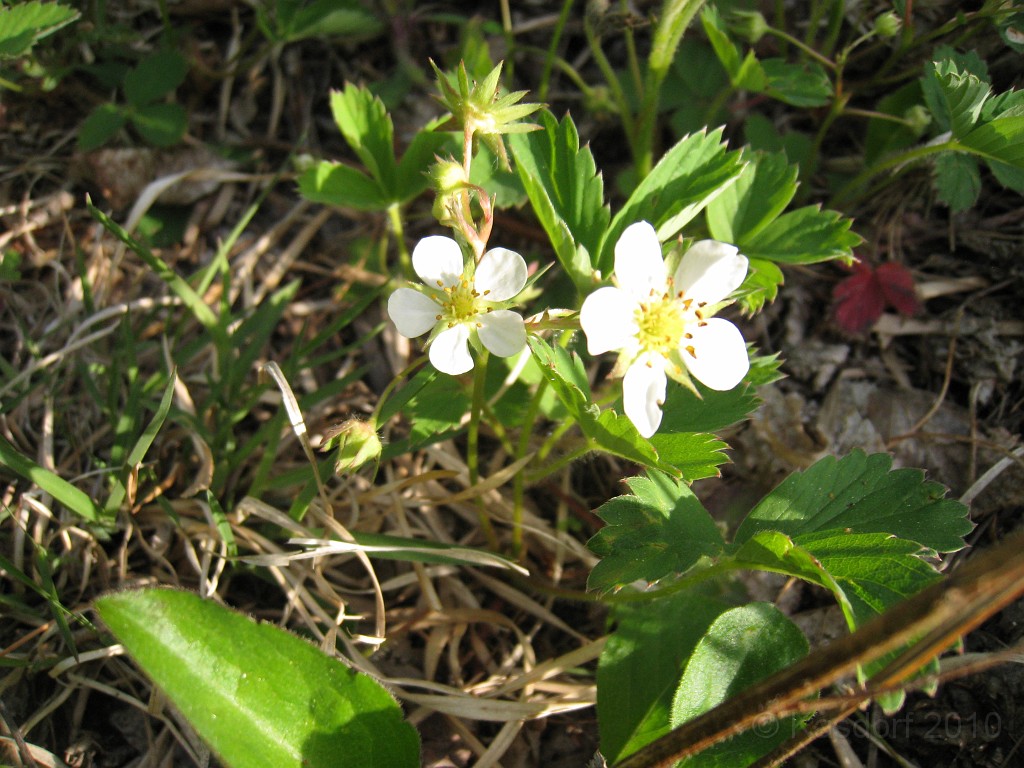 Tilton NH Rail Trail 2010 0400.jpg - Winnipesaukee River Trail, Franklin New HampshireTrestle View ParkInterested in taking a walk or bike ride on a scenic historic trail close to the downtowns of the twin rivers area, yet with the feel of wilderness. A 3 mile trail parallels the Winnipesauke river and passes the historic Sulphite upside down covered bridge believed to be the only one in the country and listed on the national register of historic places. You will also view mill ruins and remaining portions of dams that tell the history of the 5 mills that operated on this river in the mid 19th century.